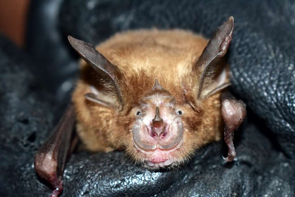 Image of Chinese Horseshoe Bat