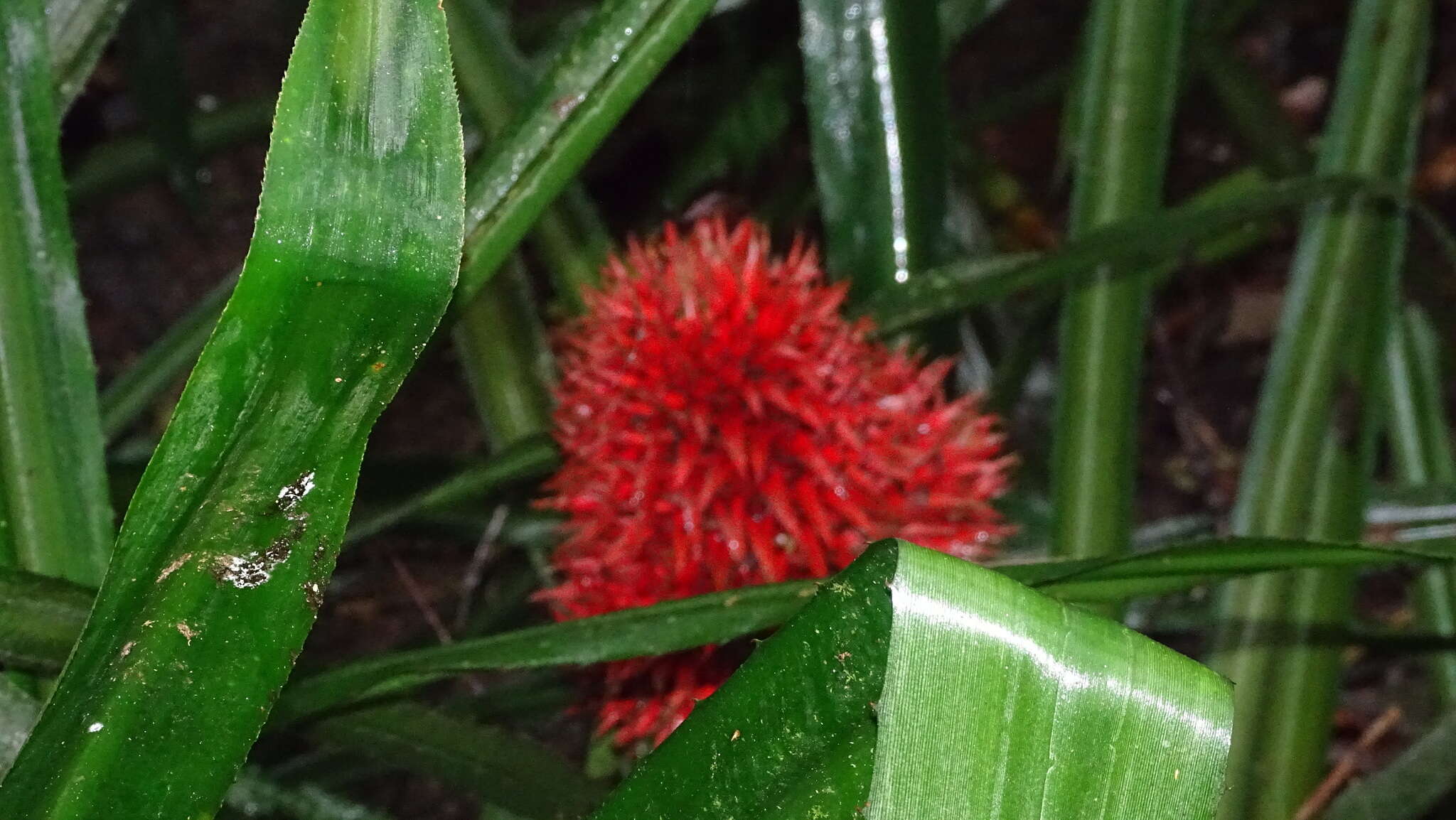 Image of Aechmea magdalenae (André) André ex Baker