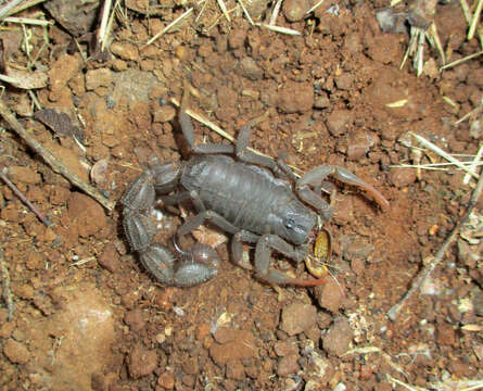 Image of Transvaal Thicktail scorpion