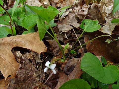 Image of sweet white violet