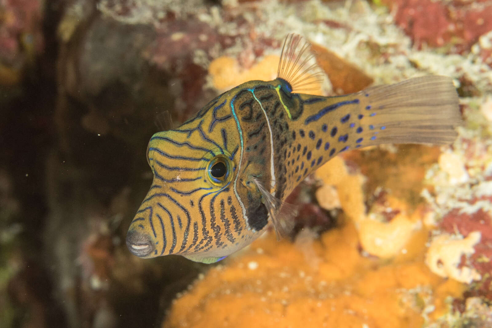 Image of Circle-barred puffer