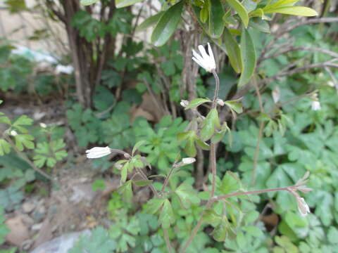 Image of Semiaquilegia adoxoides (DC.) Makino