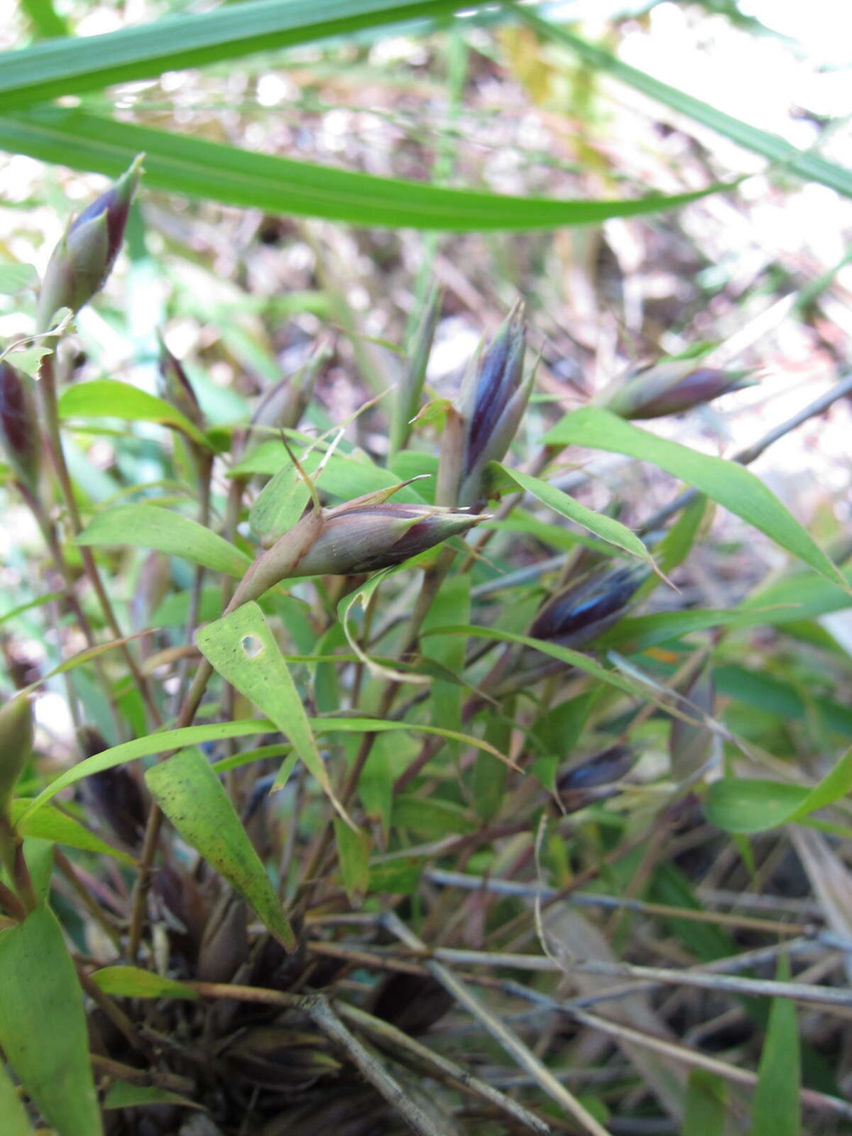 Image of Hickelia madagascariensis A. Camus