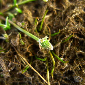 Image of Myosurus minimus subsp. novae-zelandiae (Oliver) P. J. Garnock-Jones