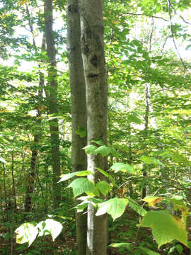 Image of American beech