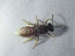 Lasioglossum texanum (Cresson 1872)的圖片