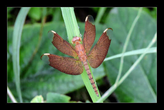 Image of Black Stream Glider