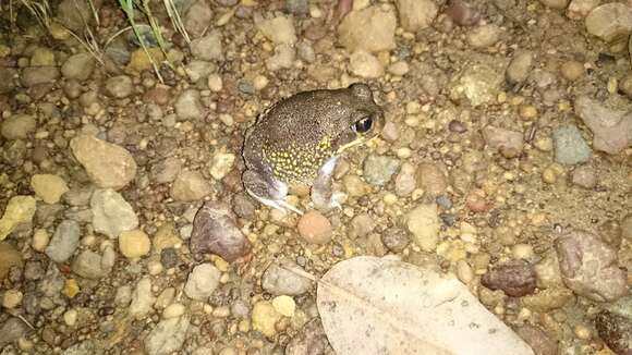 Image of Western Marsh Frog