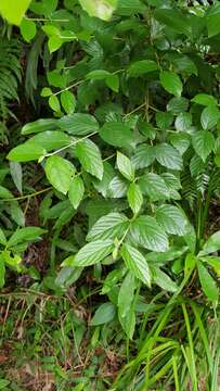 Image of Viburnum luzonicum Rolfe