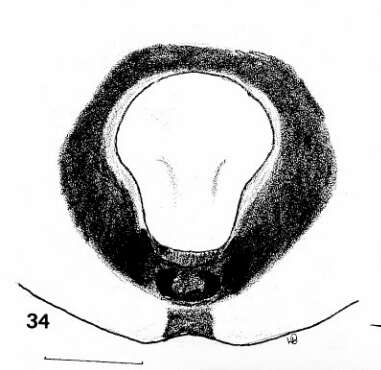 Image of Psammitis minor (Charitonov 1946)