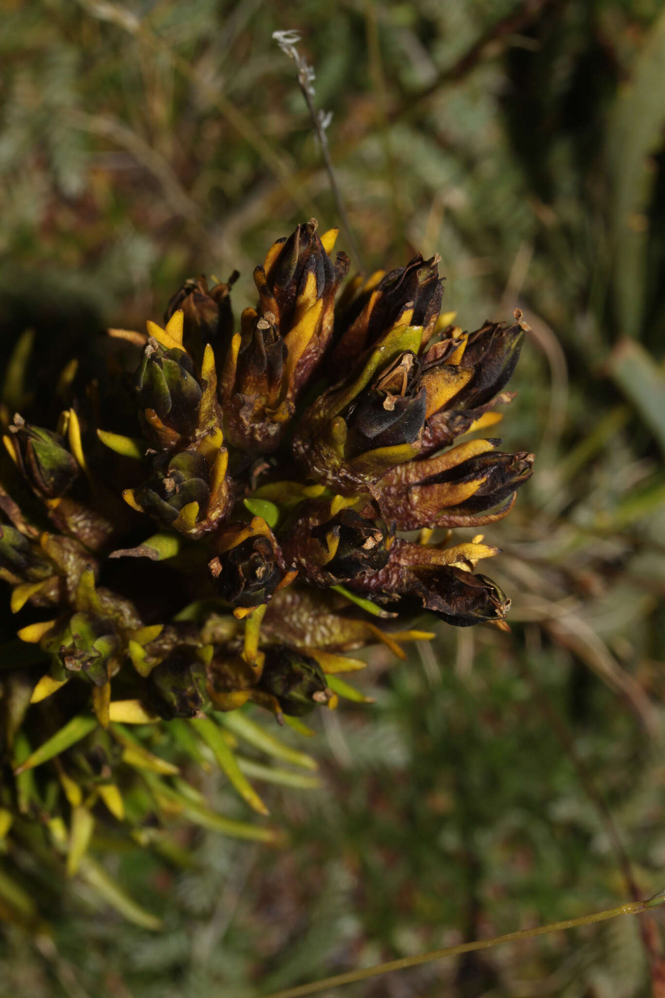 Gentianella thyrsoidea (Hook.) Fabris的圖片