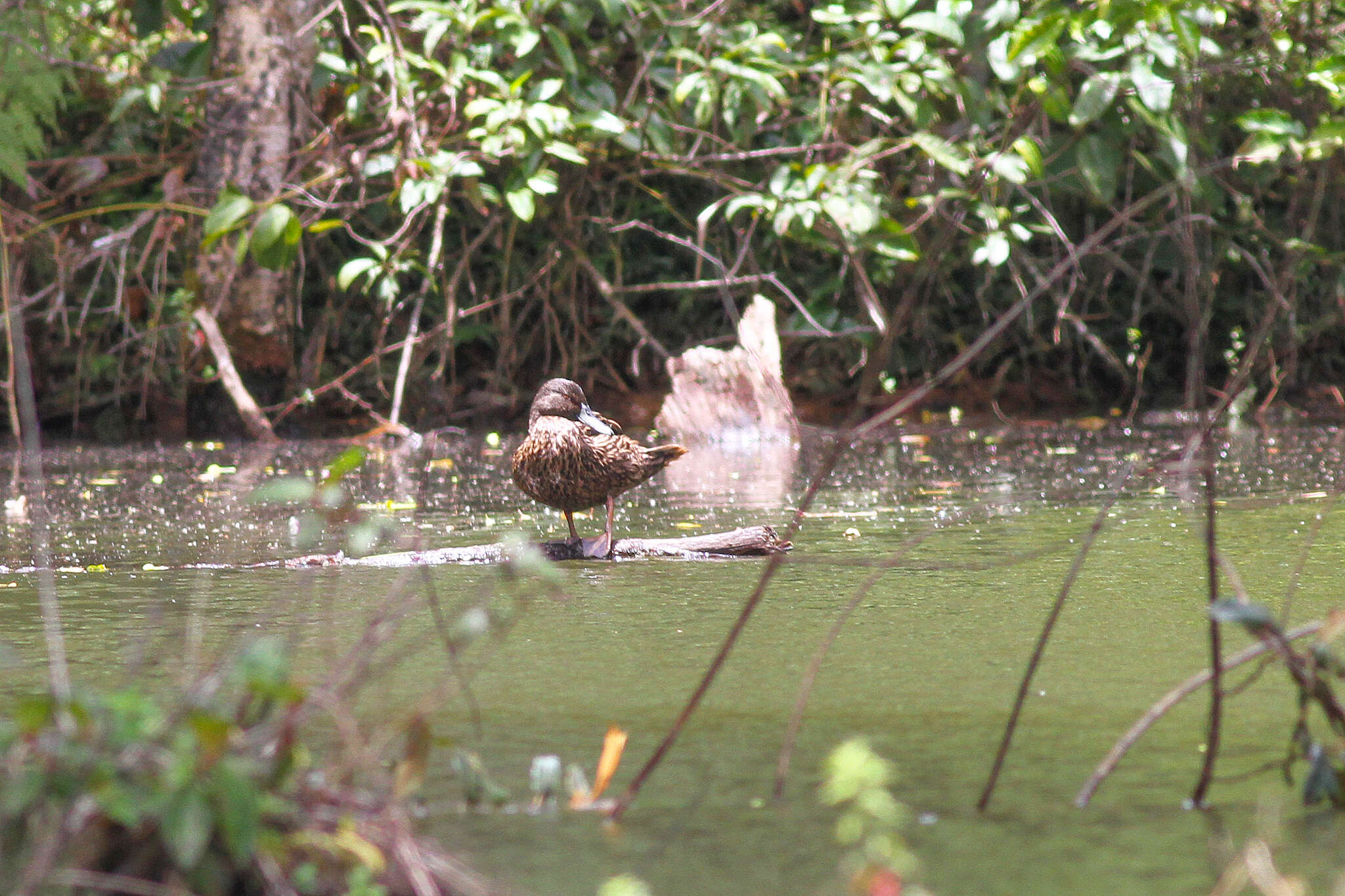 Image of Meller's Duck