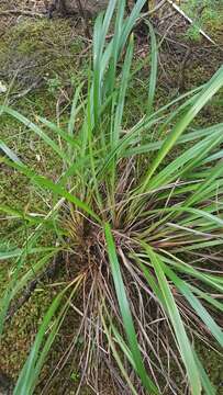 Image of Dianella latissima Heenan & de Lange