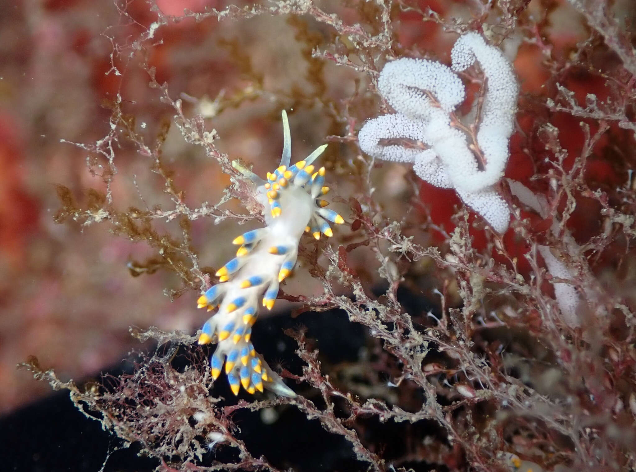 Trinchesia caerulea (Montagu 1804) resmi