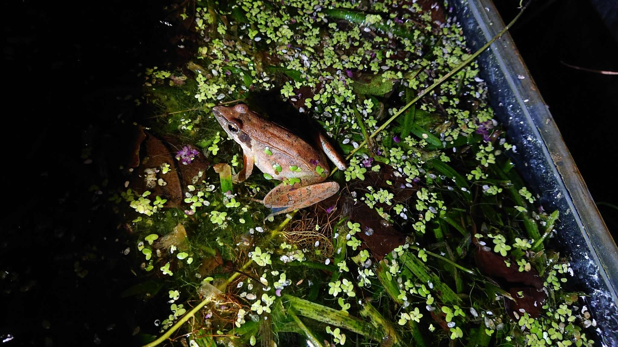 Image of Rana longicrus Stejneger 1898