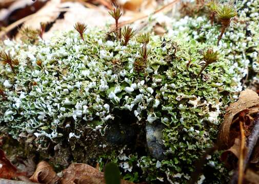 Image of cup lichen