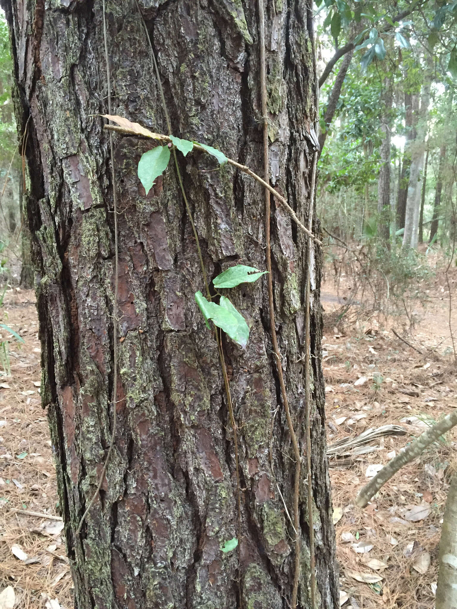 Image de Bignonia capreolata L.