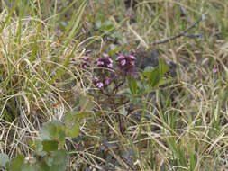 Image of Pennell's lousewort