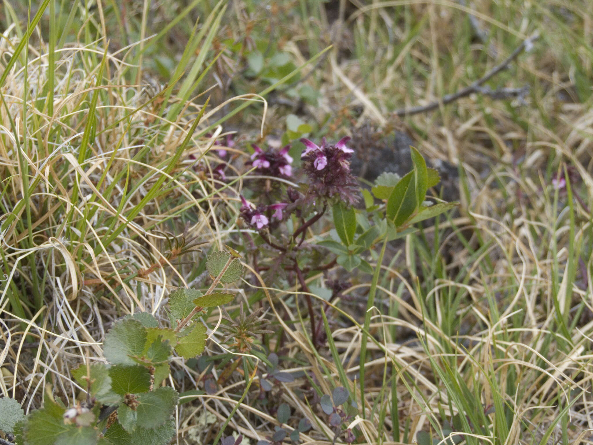 Image of Pennell's lousewort