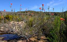 Sivun <i>Leucospermum <i>reflexum</i></i> var. reflexum kuva