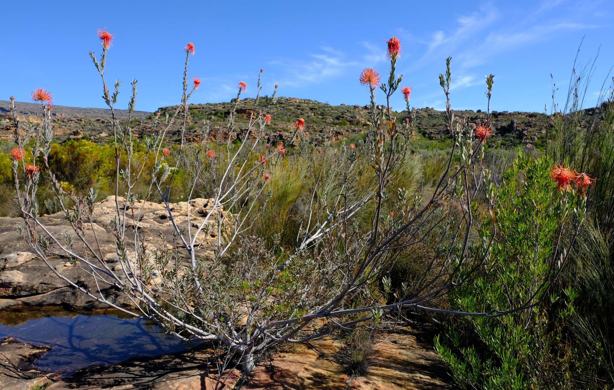 Sivun <i>Leucospermum <i>reflexum</i></i> var. reflexum kuva