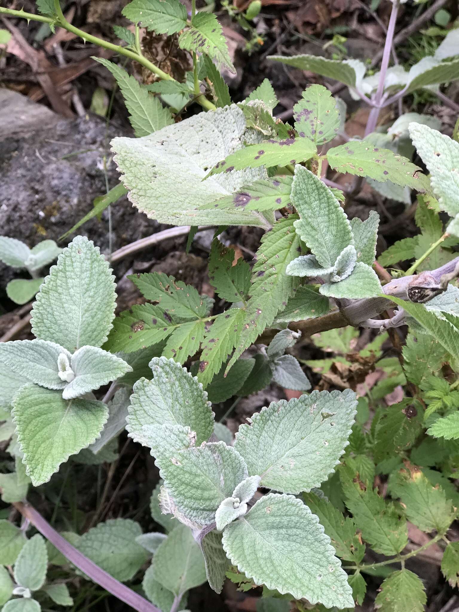 Image of <i>Coleus argentatus</i>