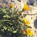 Image of <i>Gazania <i>rigens</i></i> var. rigens