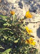 Image de <i>Gazania <i>rigens</i></i> var. rigens