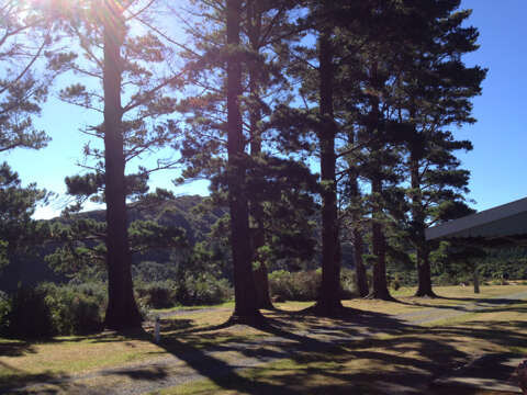 Image of Cedros Island Pine