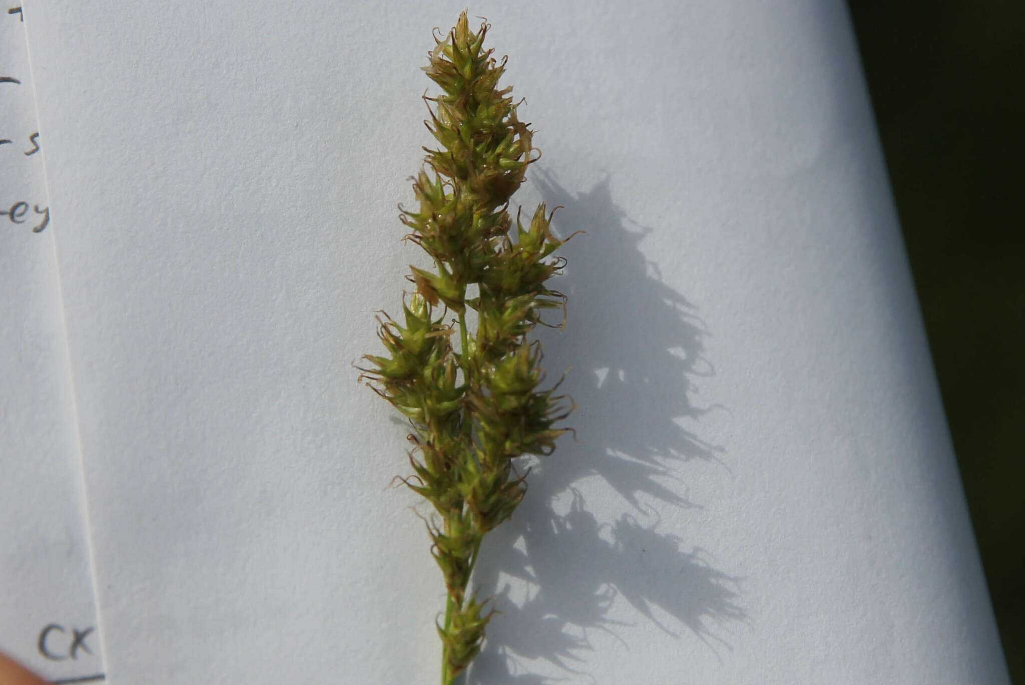 Image of Prairie sedge