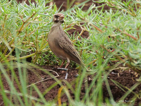 صورة Spizocorys personata Sharpe 1895