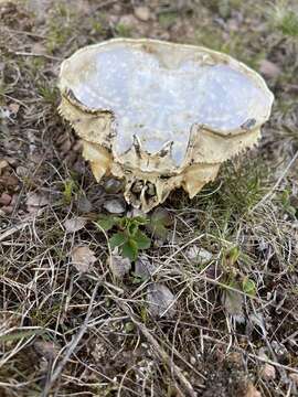 Image of Snow Crab