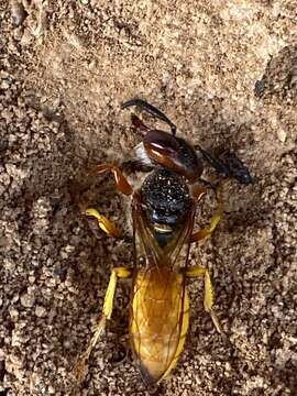 Imagem de Philanthus triangulum abdelcader Lepeletier 1845