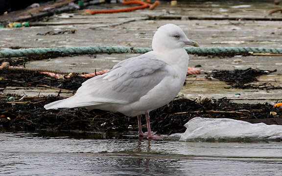 Image of Iceland gull