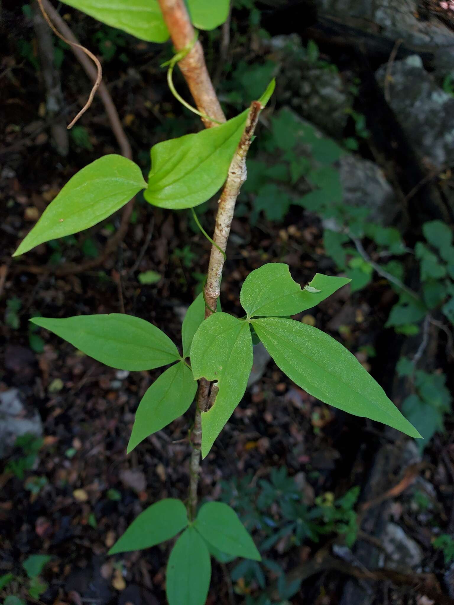 Image de Dioscorea quartiniana A. Rich.