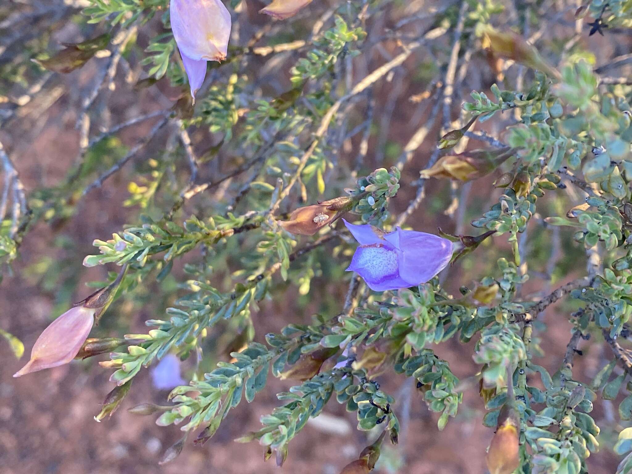 Imagem de Eremophila pustulata S. Moore