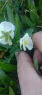 Viola arvensis subsp. arvensis的圖片