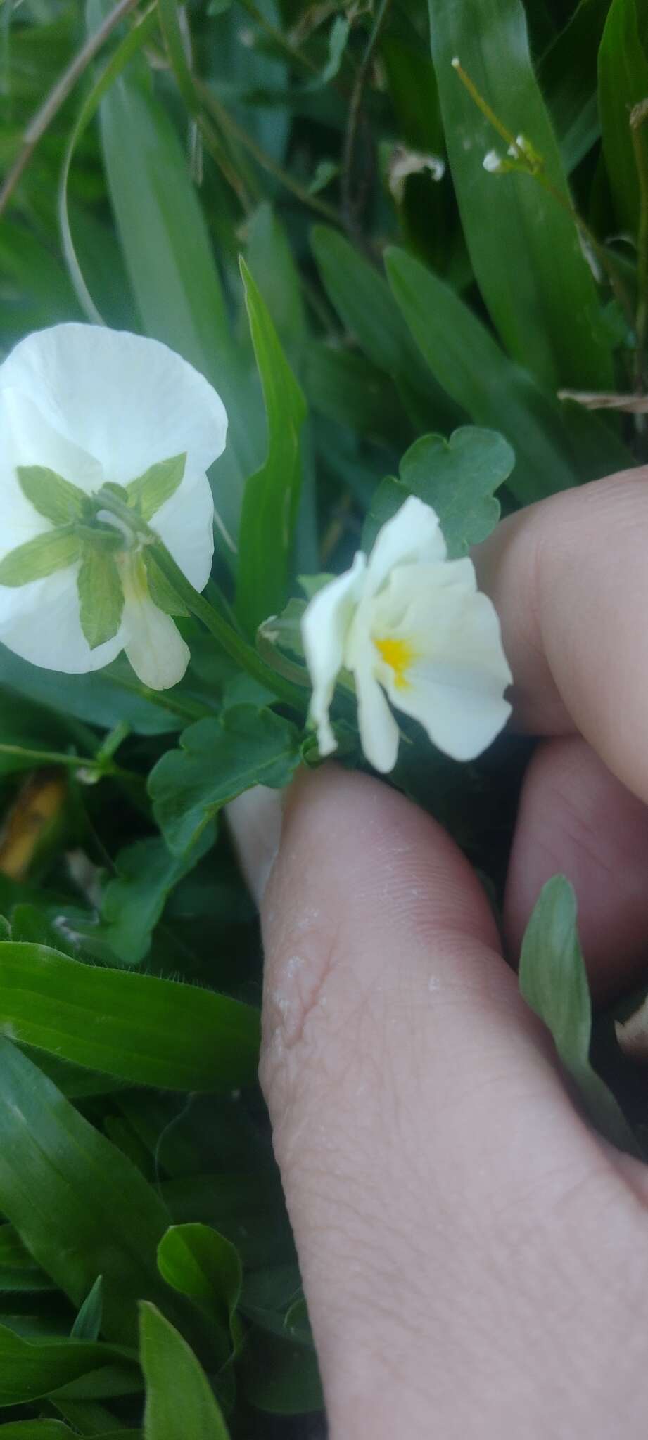 Viola arvensis subsp. arvensis的圖片