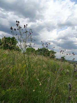 Image of Centaurea scabiosa subsp. apiculata (Ledeb.) A. D. Mikheev