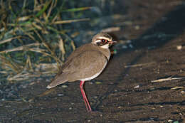Image of Bronze-winged Courser