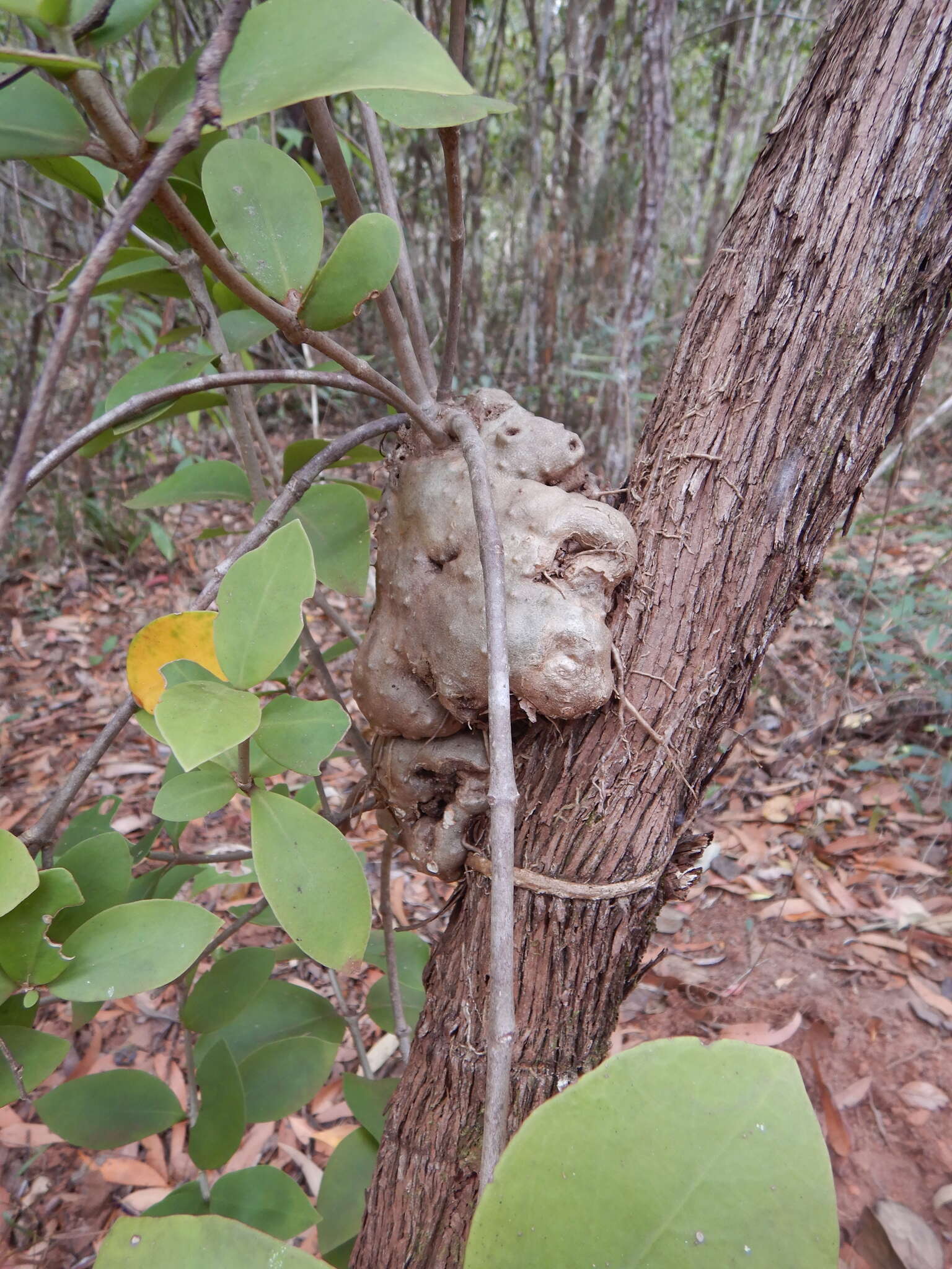 Image of Hydnophytum moseleyanum Becc.