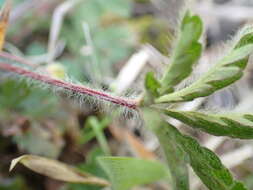 Image of Potentilla heptaphylla L.