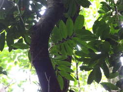 Plancia ëd Molinaea alternifolia Willd.