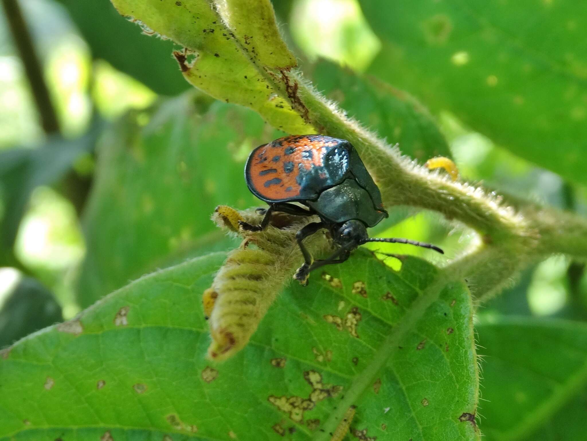 Discomorpha (Discomorpha) salvini (Baly 1864)的圖片