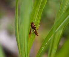 Image of Polistes dominicus (Vallot 1802)