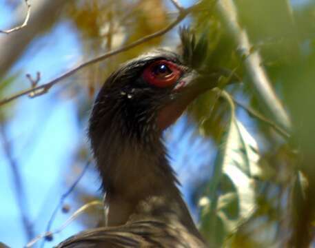 Image of Rufous-bellied Chachalaca