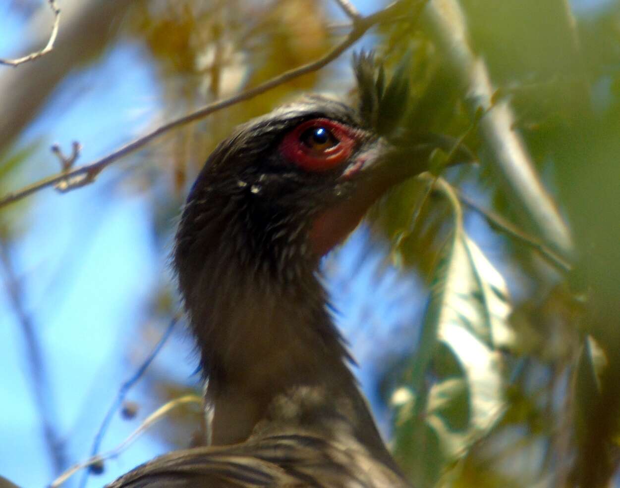 Image of Rufous-bellied Chachalaca