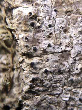 Image of acrocordia lichen