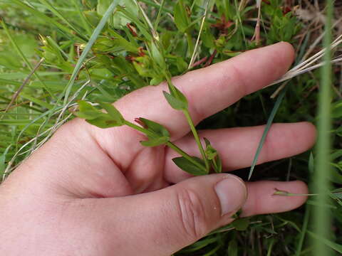 Image of Lindernia parviflora (Roxb.) Haines