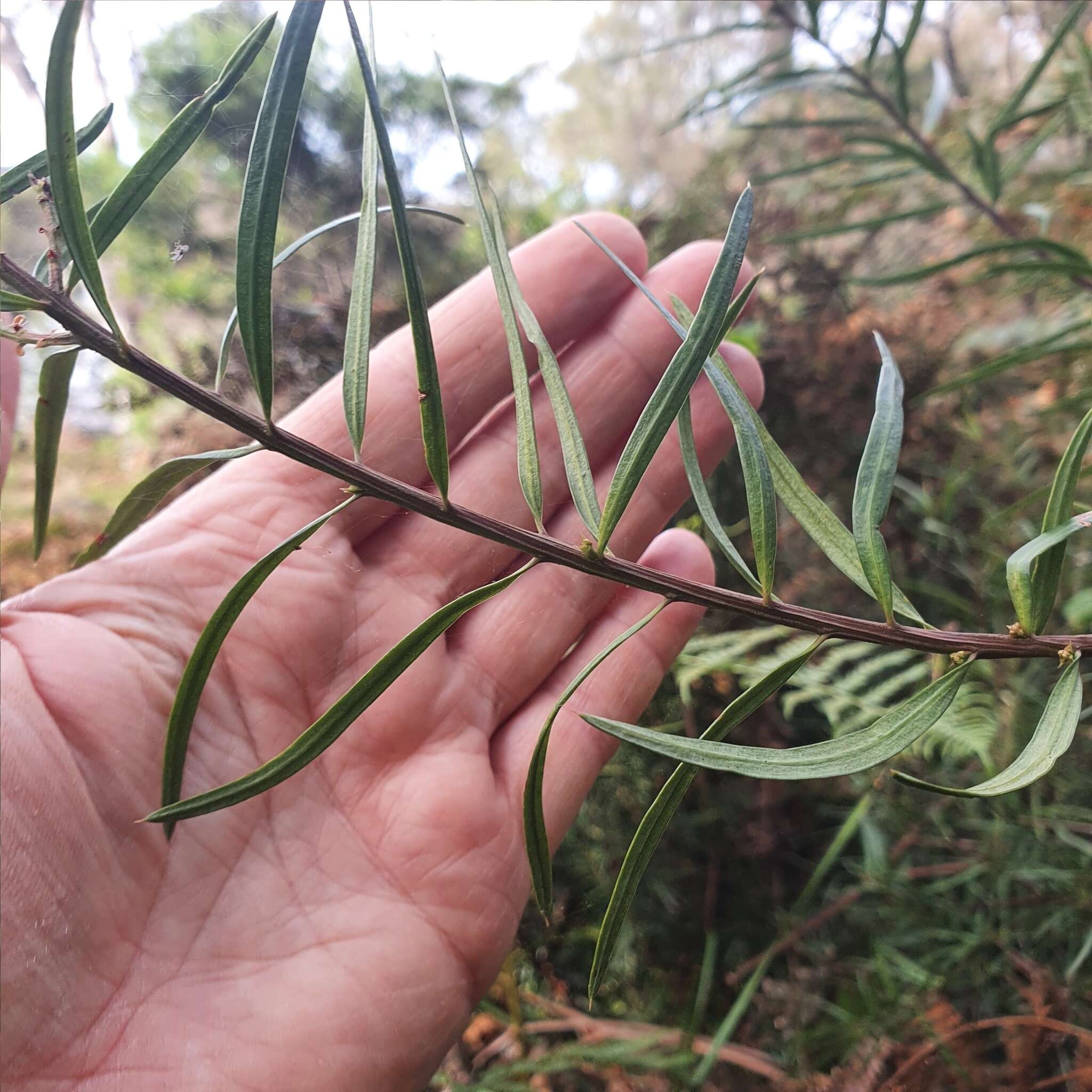 Image of Podocarpus spinulosus (Sm.) R. Br. ex Mirb.